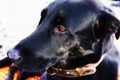 Black dog lying and resting, portrait close-up with bright brown eyes. Oil painting picture