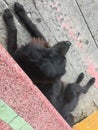 A Black dog lying on the side of the road