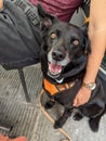 Black dog with magnificent brown eyes sitting next to her master in expectant posture Royalty Free Stock Photo