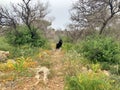 Black Dog in Manikata Woodlands in Malta
