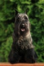 Black dog miniature schnauzer on nature background Royalty Free Stock Photo