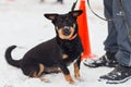 Black dog obediently performs winter training