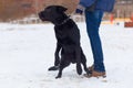 Black dog obediently performs winter training