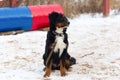 Black dog obediently performs winter training