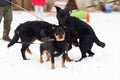 Black dog obediently performs winter training