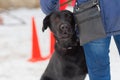 Black dog obediently performs winter training