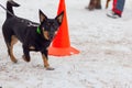 Black dog obediently performs winter training