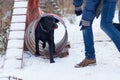 Black dog obediently performs winter training