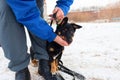 Black dog obediently performs winter training