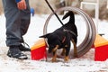 Black dog obediently performs winter training