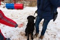 Black dog obediently performs winter training