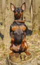 Black dog obediently sitting on a stump