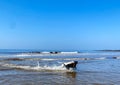 Black dog ocean playing Royalty Free Stock Photo