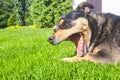 Black dog open mouth. Funny dog resting