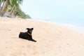 Black dog lay and relax on deserted sand tropical beach Royalty Free Stock Photo