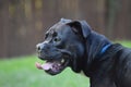 Happy dog with his tongue out