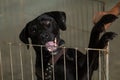 A black dog in a pen at an animal adoption fair. Royalty Free Stock Photo