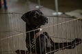 A black dog in a pen at an animal adoption fair. Royalty Free Stock Photo