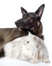 Black dog and persian cat together. on white background Royalty Free Stock Photo