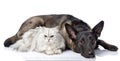 Black dog and persian lying together cat. Royalty Free Stock Photo