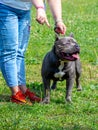 Black dog pit bull terrier  near his mistress during training Royalty Free Stock Photo