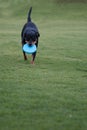 Black dog playing with blue frisbee disc Royalty Free Stock Photo