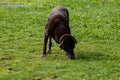 Black dog is playing outside on grass shot with copyspace Royalty Free Stock Photo
