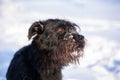 Black dog after playing in snow Royalty Free Stock Photo