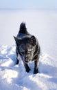Black dog playing in snow Royalty Free Stock Photo