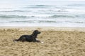 Black dog on the beach Royalty Free Stock Photo