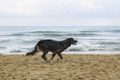 Black dog on the beach Royalty Free Stock Photo