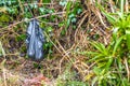 Black dog poo poop bag left in bush. Royalty Free Stock Photo
