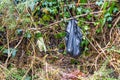 Black dog poo poop bag left in bush. Royalty Free Stock Photo