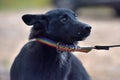 Black dog pooch at animal shelter Royalty Free Stock Photo
