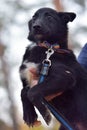 Black dog pooch at animal shelter Royalty Free Stock Photo