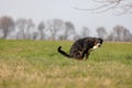 The black dog pooing on greensward, Appenzeller Mountain Dog