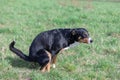 The black dog pooing on greensward, Appenzeller Mountain Dog