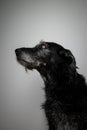 Black dog portrait