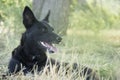 Black dog portrait of a dog