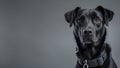 Black Dog Portrait on Gray Studio Background Royalty Free Stock Photo