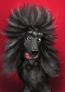 Black dog portret, isolated on white backgraund.
