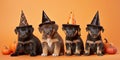 Black dog puppies with Halloween witch costume hats on orange background Royalty Free Stock Photo