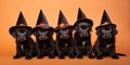 Black dog puppies with Halloween witch costume hats on orange background Royalty Free Stock Photo