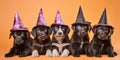 Black dog puppies with Halloween witch costume hats on orange background Royalty Free Stock Photo