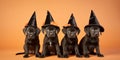 Black dog puppies with Halloween witch costume hats on orange background Royalty Free Stock Photo