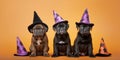 Black dog puppies with Halloween witch costume hats on orange background Royalty Free Stock Photo