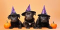 Black dog puppies with Halloween witch costume hats on orange background Royalty Free Stock Photo