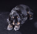 .black dog puppy Russian Spaniel on black background