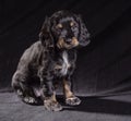 .black dog puppy Russian Spaniel on black background