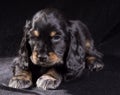 .black dog puppy Russian Spaniel on black background